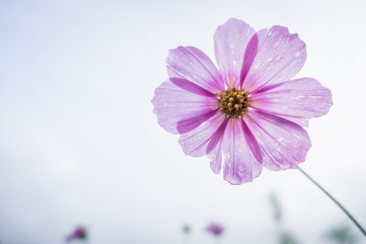 cosmos flower, purple, flower, beautiful flowers, petals, flower wallpaper, bloom, blossom, flora, nature, plant, single flower, flowering plant, close up, flower, flower, flower, flower, flower background, flower