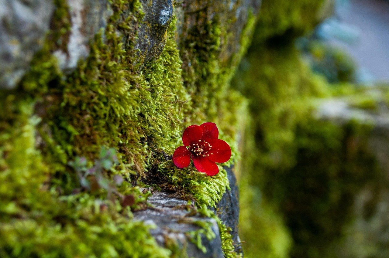 moss, nature, flower, red, blossom, bloom, spring, botany, moss, moss, moss, moss, moss, nature, flower, flower background, beautiful flowers, flower, flower, bloom, bloom, bloom, bloom, bloom, flower wallpaper, spring