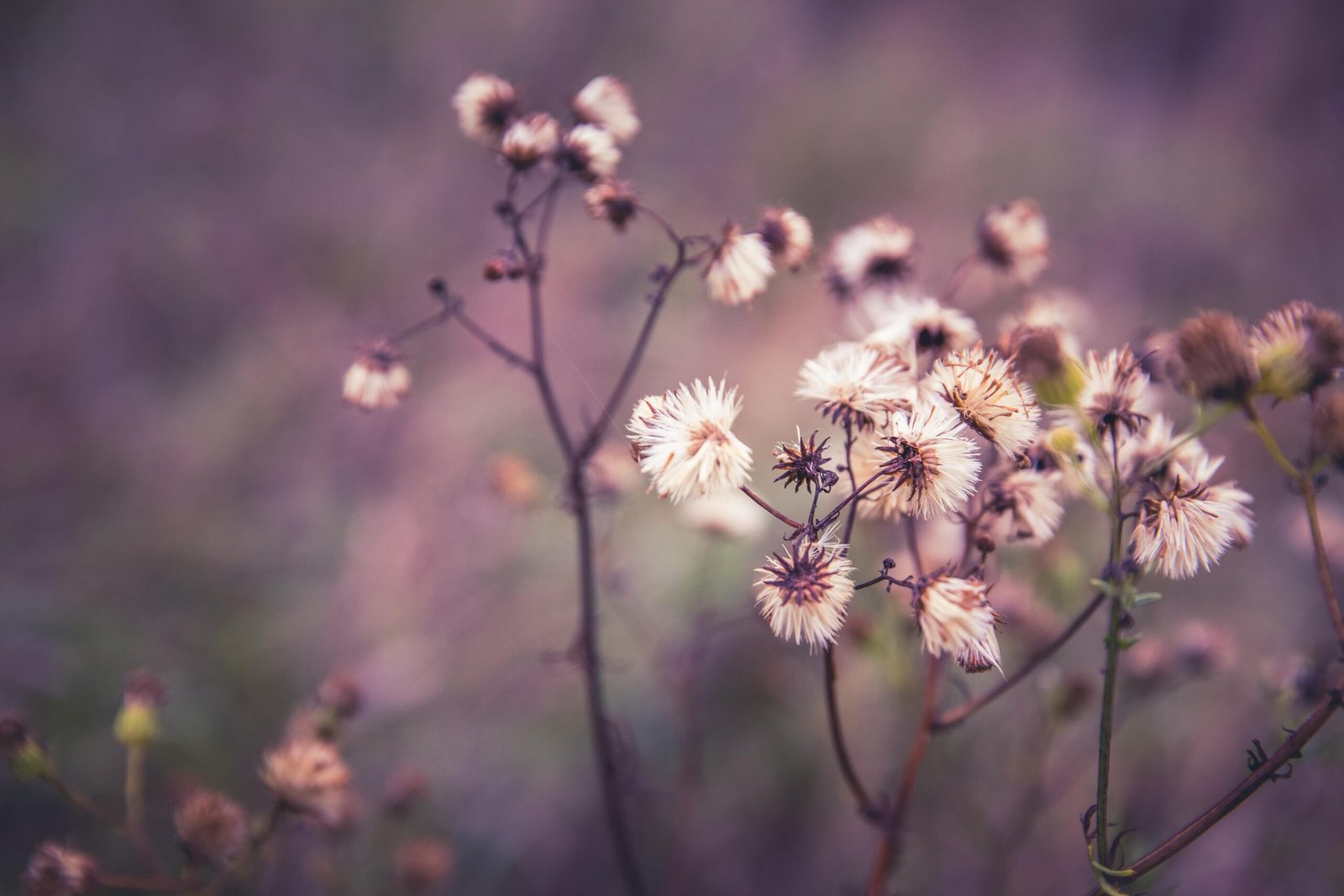Close-up of delicate dried flowers in natural light with a muted background.