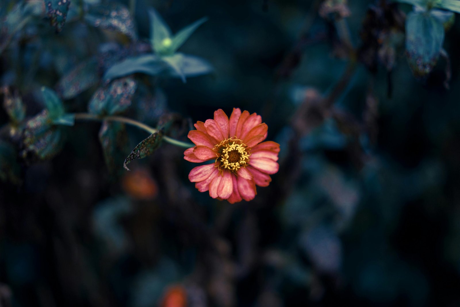 Close-up of a vibrant pink flower in a moody garden setting, highlighting its vivid petals.
