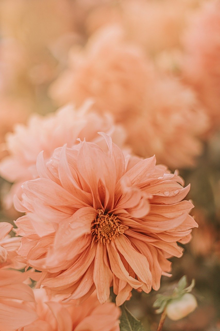 flowers, petals, flora, flower background, nature, pink, flowers, beautiful flowers, flowers, flower wallpaper, flowers, flowers, flowers, pink, pink