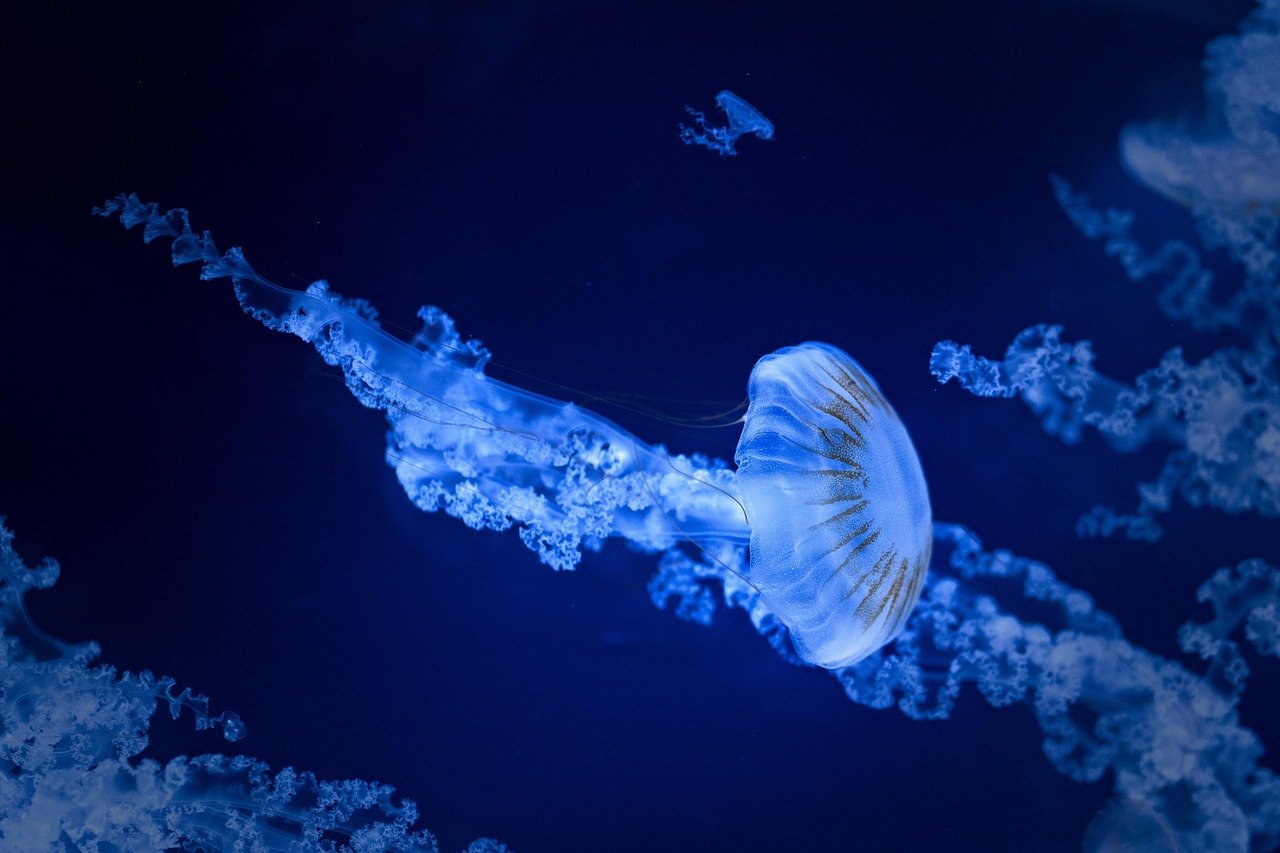 jellyfish, sea jellies, sea, water, nature, aquarium, sea animals, jellyfish, jellyfish, jellyfish, jellyfish, jellyfish, sea, sea, sea