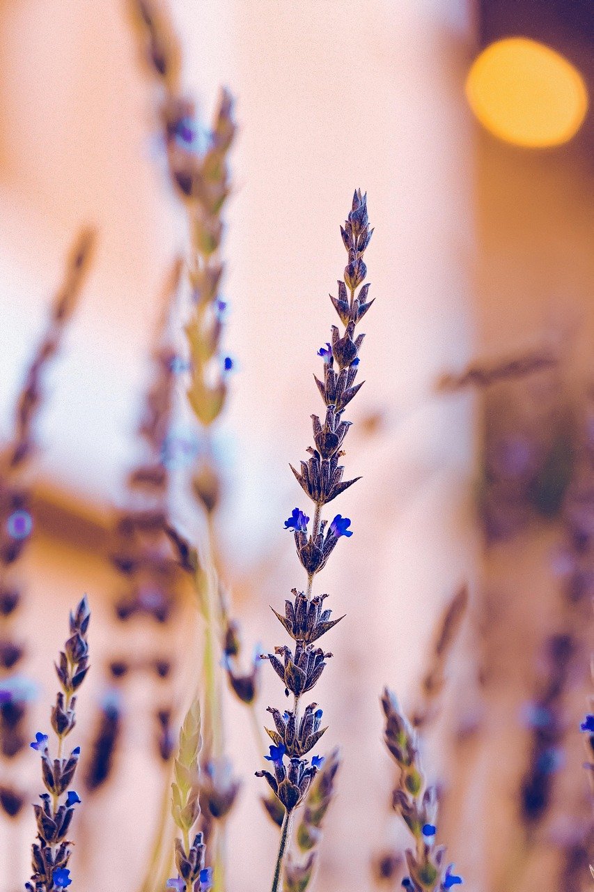 lavender, flower, plant, purple flower, bloom, garden, nature, closeup, lavender, lavender, lavender, beautiful flowers, lavender, flower background, flower wallpaper, lavender