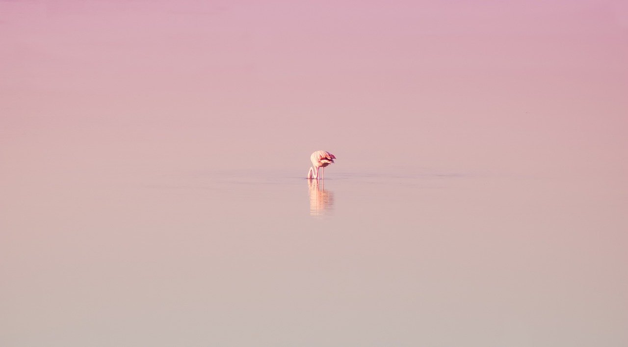 flamingo, free wallpaper, bird, windows wallpaper, feathers, beautiful wallpaper, nature background, reflection, nature, animal, ave, wallpaper, background, wallpaper hd, cool backgrounds, laptop wallpaper, minimalism, flamingo, flamingo, wallpaper 4k, flamingo, 4k wallpaper, flamingo, hd wallpaper, wallpaper, beautiful nature, nature wallpaper, wallpaper, background, full hd wallpaper, background, free background, background, mac wallpaper, background, desktop backgrounds, background, 4k wallpaper 1920x1080, minimalism, minimalism, minimalism