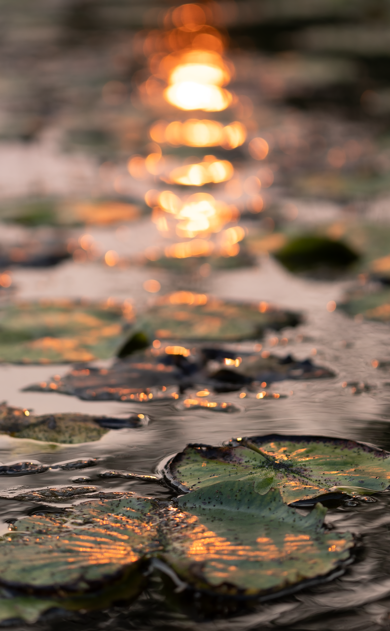 lillypad, pond, water, sunlight, reflected sunlight, sunset, nature, sunlight, sunlight, sunlight, sunlight, sunlight