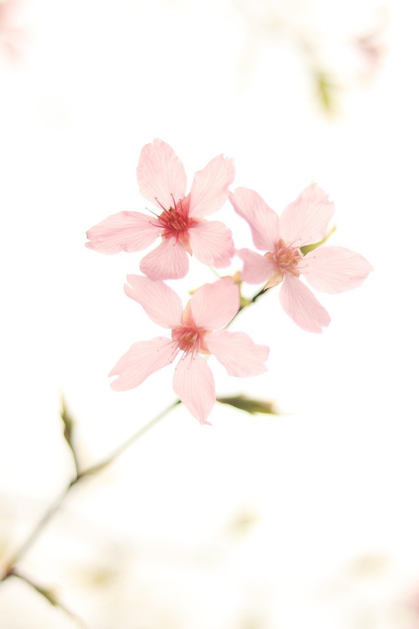 cherry blossom, flowers, spring, pink flowers, sakura, bloom, blossom, branch, tree, nature, closeup, cherry blossom, cherry blossom, flower background, cherry blossom, cherry blossom, cherry blossom, flowers, spring, flower wallpaper, beautiful flowers, spring, sakura