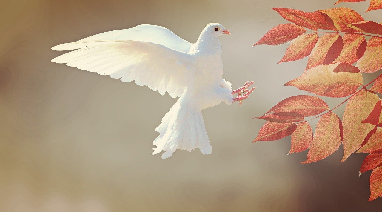 christmas background, dove, bird, flight, wings, white bird, flying dove, feathers, plumage, ave, avian, nature, ornithology, birdwatching, animal world, animal, flying, leaves, approach, autumn