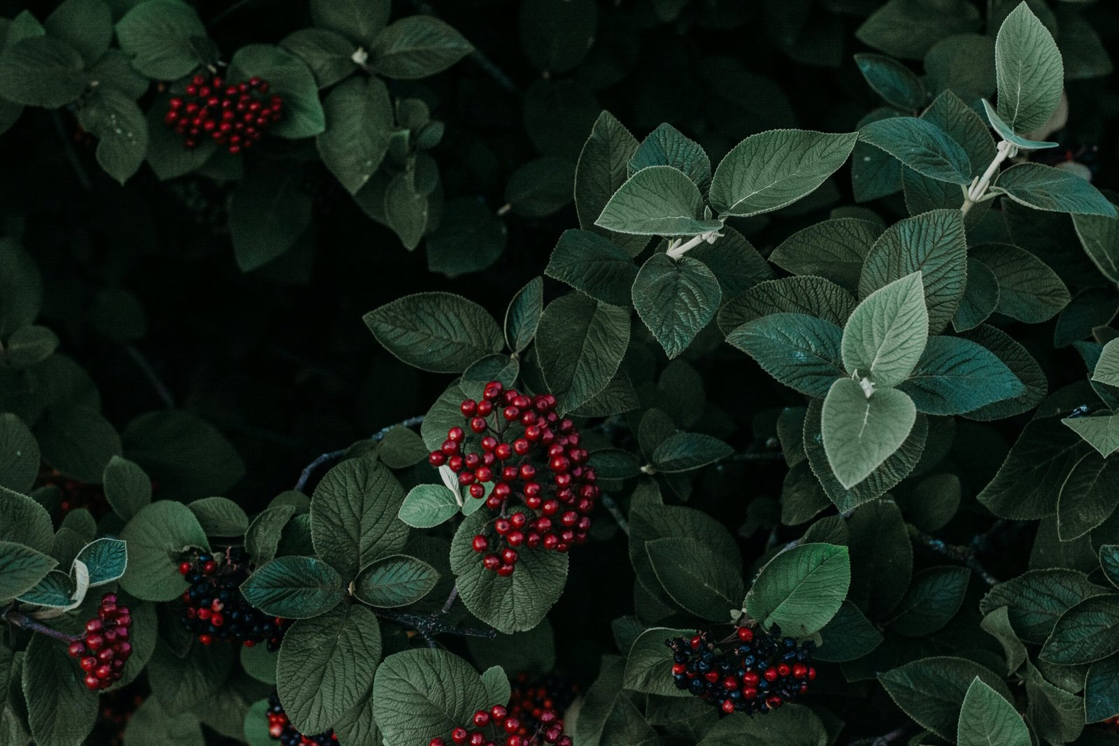 Close-up of vibrant red berries nestled within lush green leaves, creating a striking natural contrast.