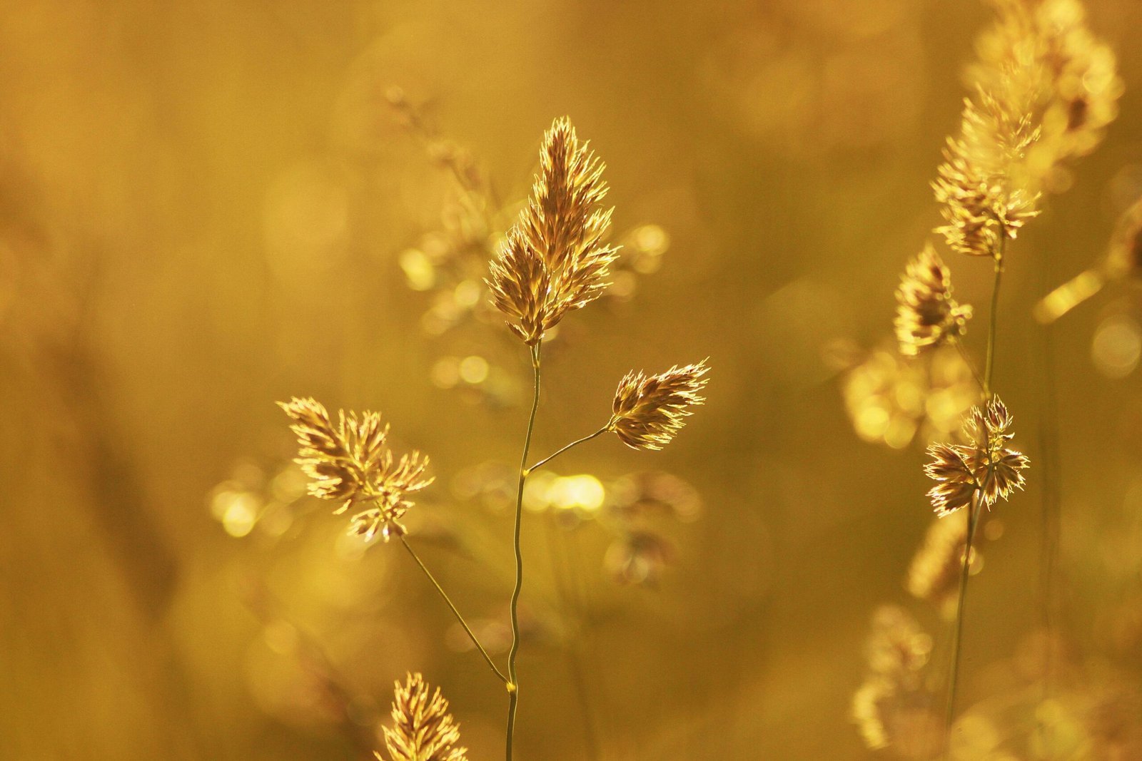 Close-up of wheat stalks glowing in the golden summer light creating a warm, nostalgic atmosphere.