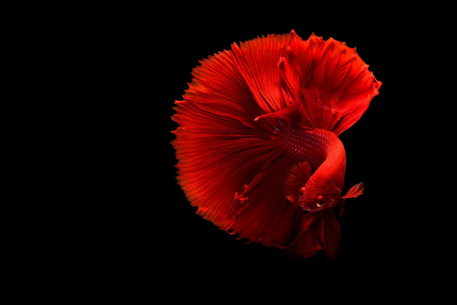 Stunning red Siamese fighting fish with flowing fins on a black background.