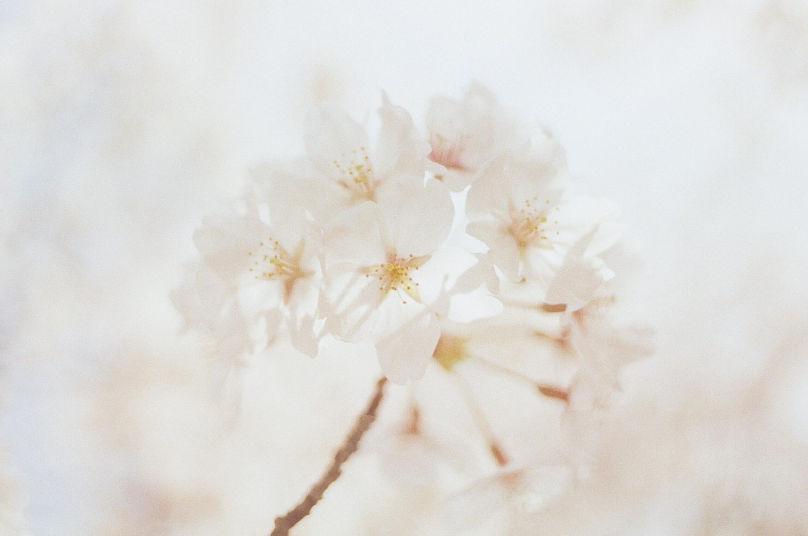 A cluster of cherry blossoms in soft focus with a pastel background, capturing the essence of spring in Japan.