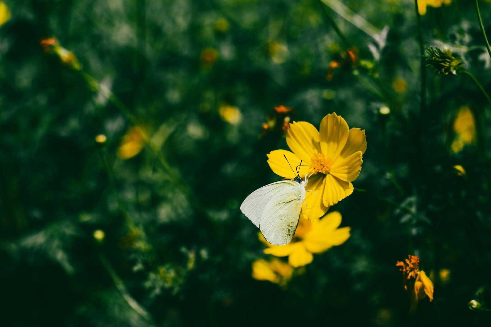 White butterfly perching on vibrant yellow flower, symbolizing spring harmony in nature.