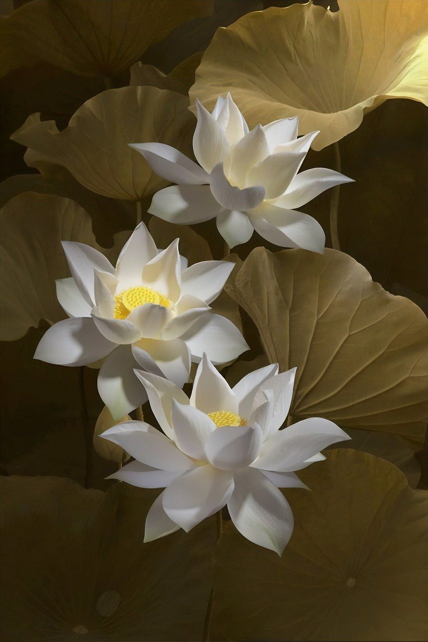 lotus, flower background, flowers, lotus flowers, white lotus, white flowers, petals, white petals, flower wallpaper, bloom, beautiful flowers, blossom, aquatic plants, flora, nature