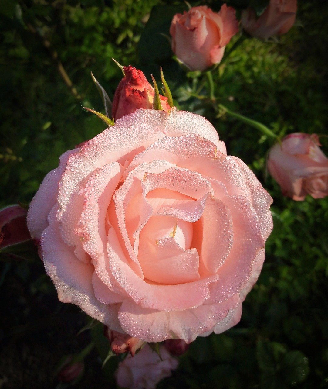 nature, flower background, plant, flowers, garden, rose, flower, pink, beautiful flowers, bloom, flower wallpaper, the buds, summer, morning, dew, rose flower, drops