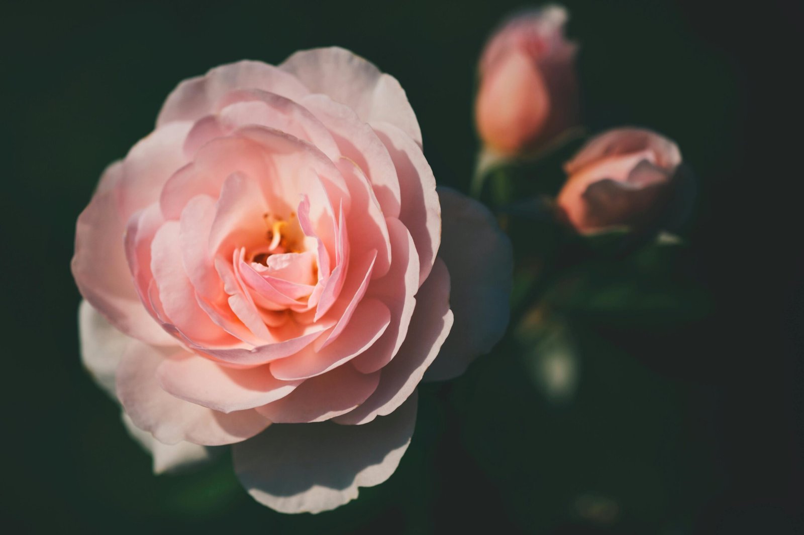 A close-up of a delicate pink rose blooming in sunshine, showcasing its beauty and elegance.
