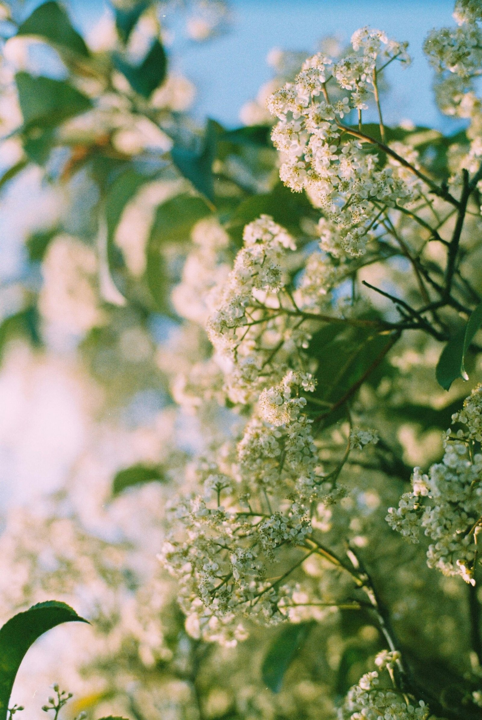 Capture of delicate white flowers blooming in warm spring sunlight, evoking tranquility and renewal.