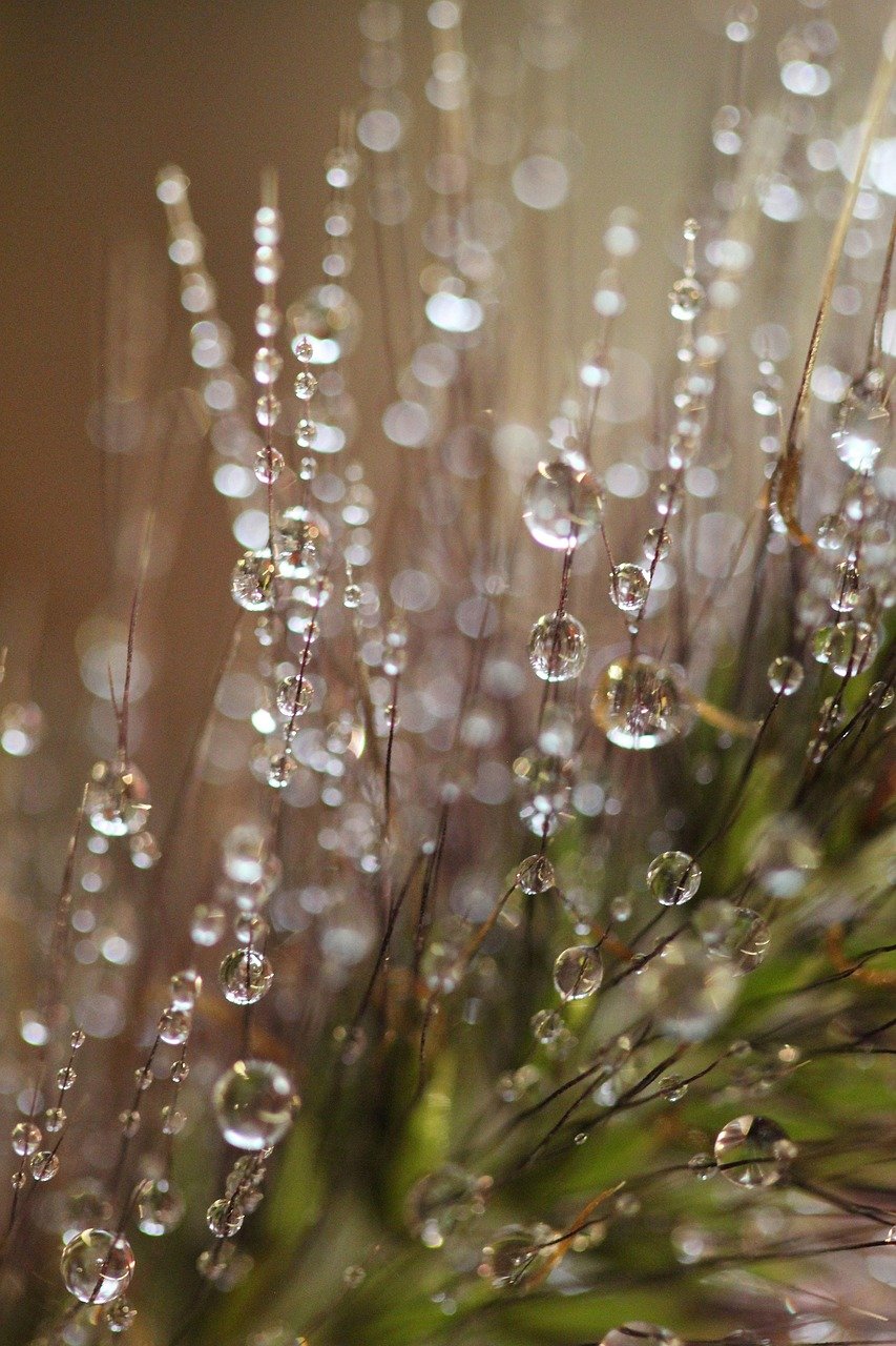 dewdrops, morning, nature, grass, spring, wet, natural, waterdrops