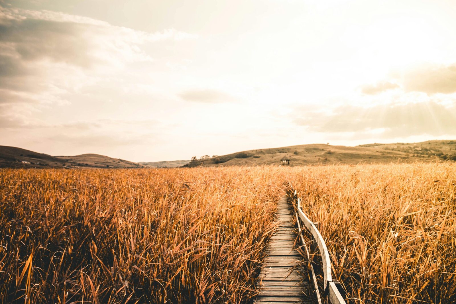 Explore the serene wheat fields of Sic, Romania, under a warm sky.